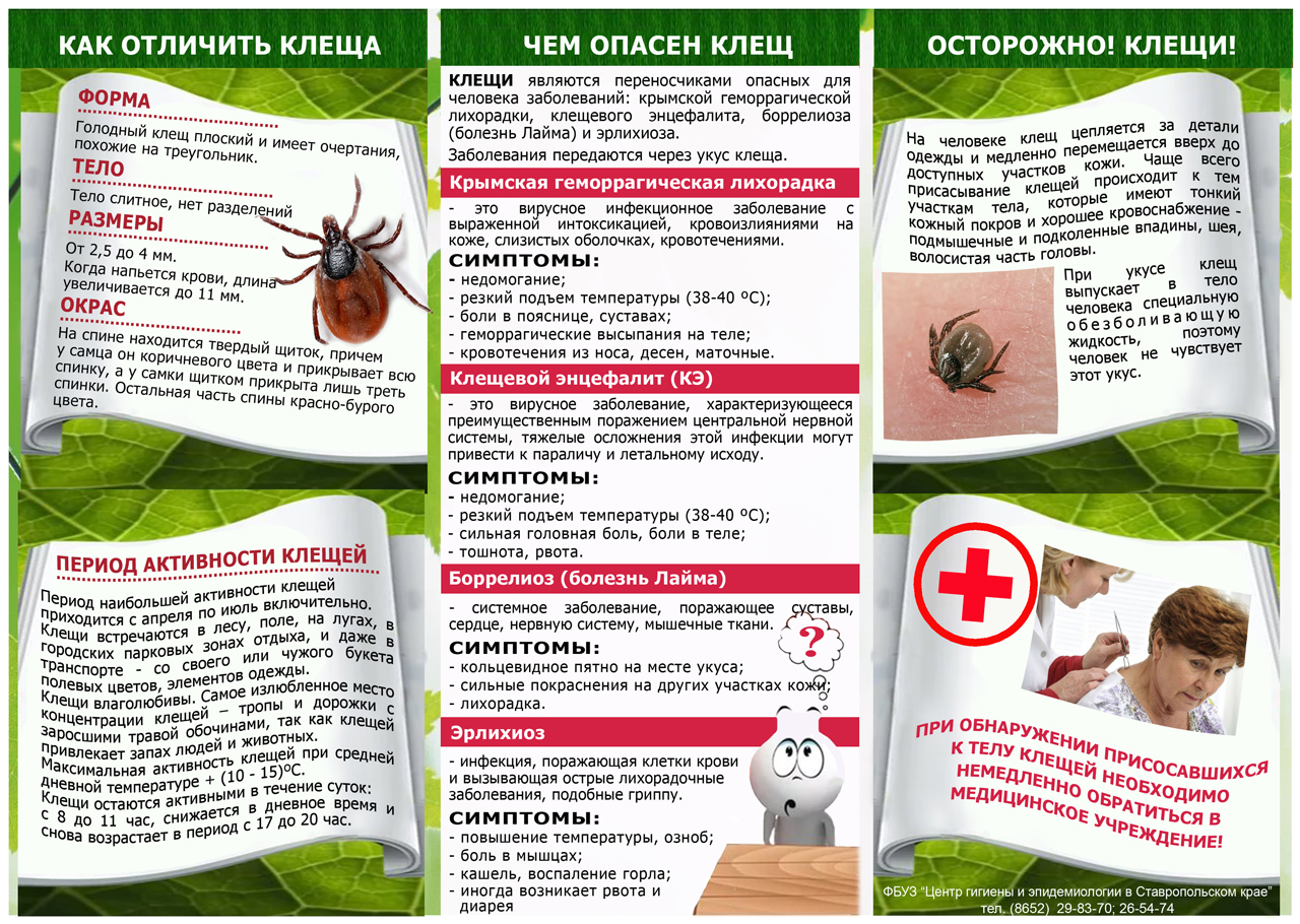 Картинки про клещей для детского сада